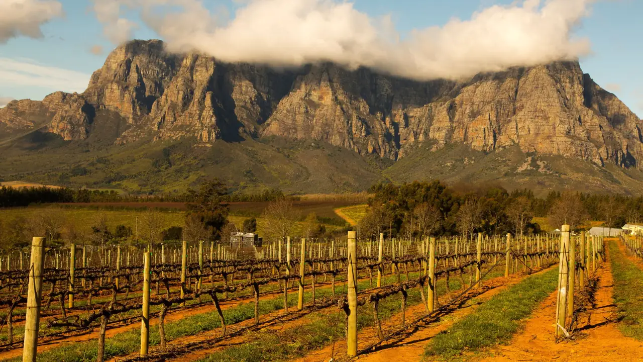 Dormant Cape Winelands vineyard rows beneath a cloud-covered mountain range