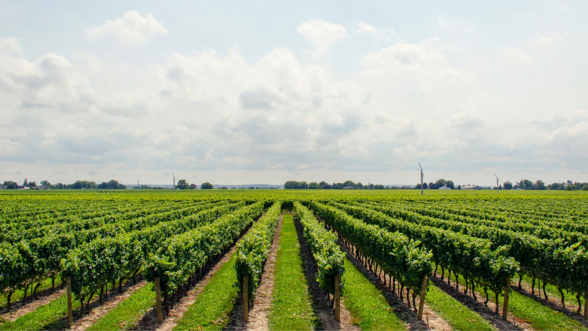 Vineyard rows in the Western Cape Winelands with agricultural water infrastructure in the background.