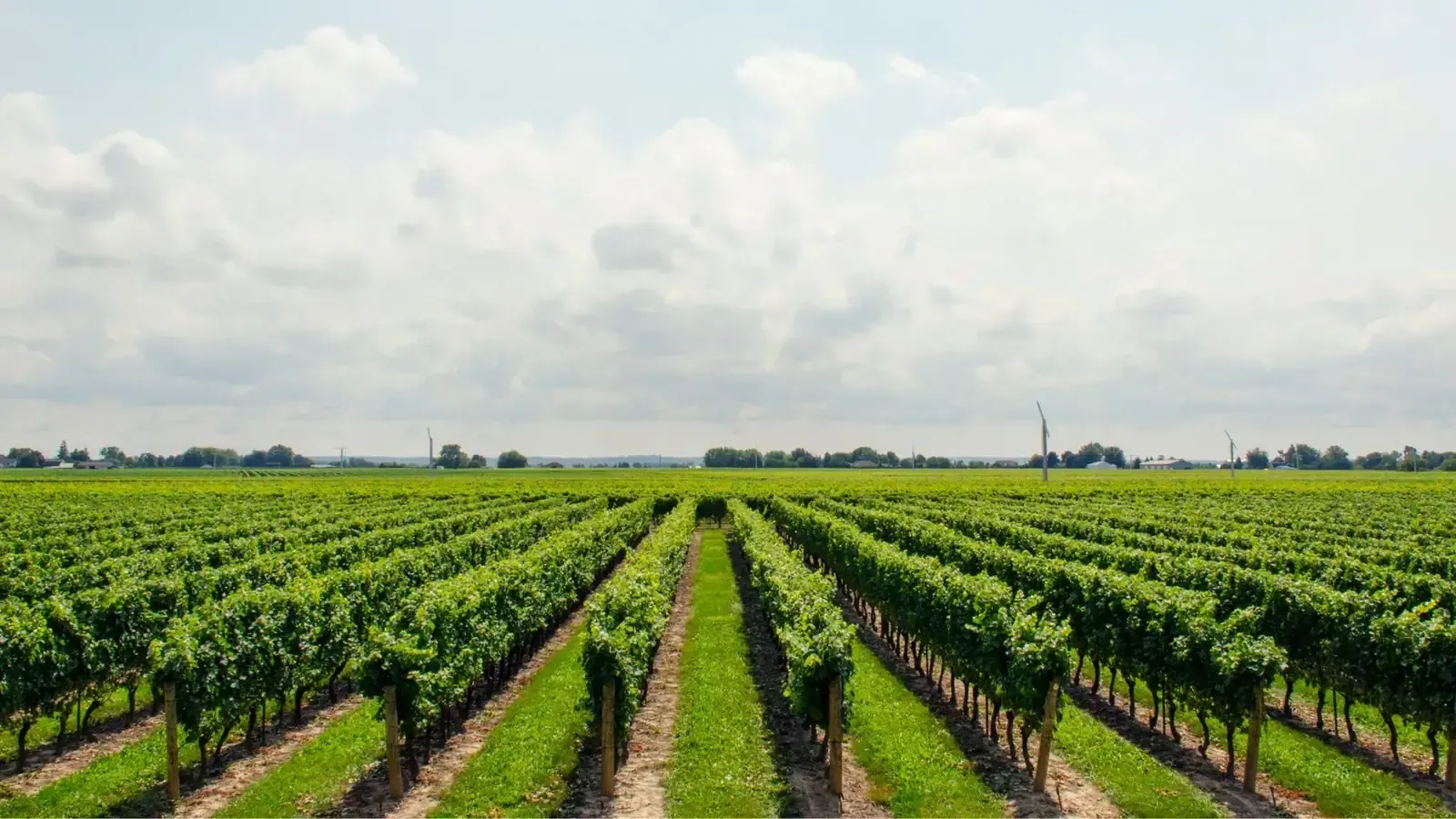 Vineyard rows in the Western Cape Winelands